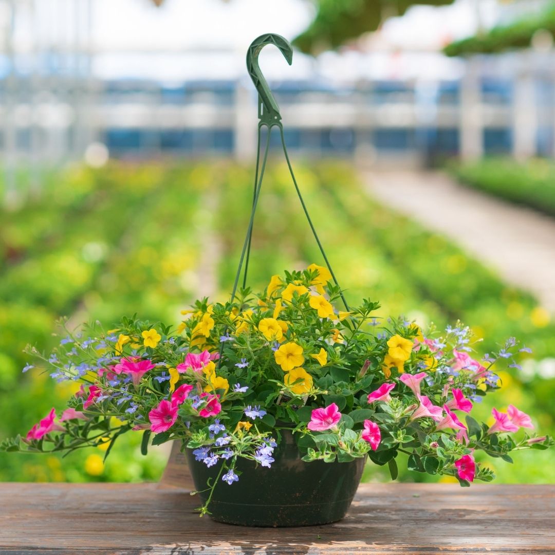 Combo – Pink Lemonade – 10″ Hanging Basket